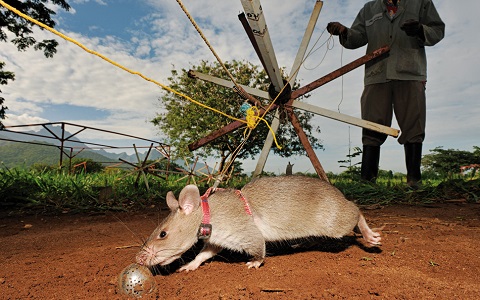 Ratas para desactivar minas antipersona